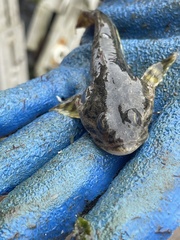 Leptocottus armatus