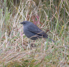 Geospizopsis unicolor