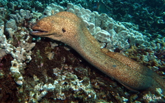 Gymnothorax flavimarginatus
