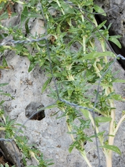 Amaranthus blitoides