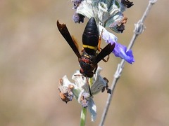 Euodynerus crypticus