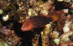 Pseudocheilinus octotaenia