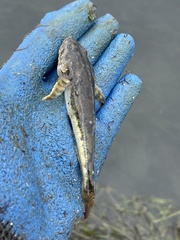 Leptocottus armatus
