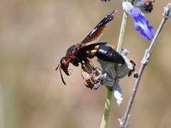 Euodynerus crypticus