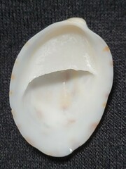 Crepidula maculosa