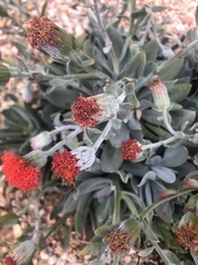 Kleinia fulgens