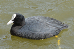 Fulica atra atra