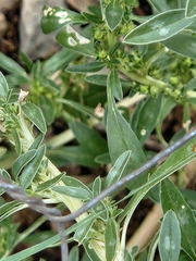 Amaranthus blitoides