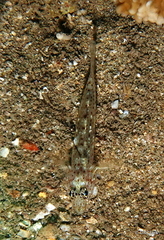 Fusigobius duospilus