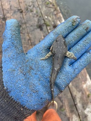 Leptocottus armatus