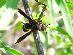 Euodynerus crypticus