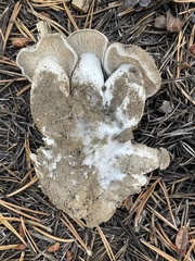 Lyophyllum