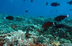 Melichthys vidua