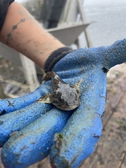Leptocottus armatus