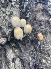 Coprinellus
