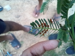 Prismatocerus prominulus