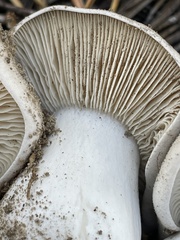 Lyophyllum