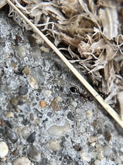 Cardiocondyla mauritanica