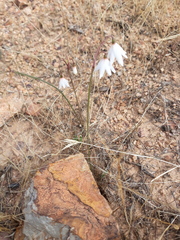 Acis autumnalis