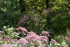 Angelica atropurpurea