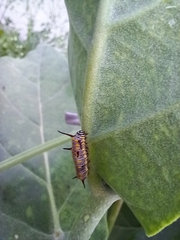 Danaus chrysippus