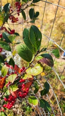 Aronia arbutifolia