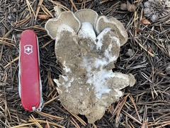 Lyophyllum