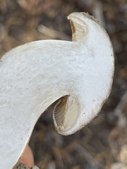 Lyophyllum