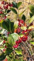 Aronia arbutifolia