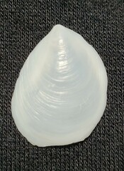 Crepidula depressa