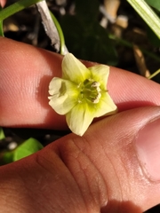 Physalis crassifolia