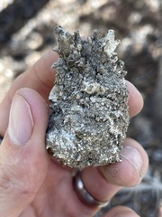 Lyophyllum