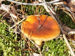 Cortinarius mucosus