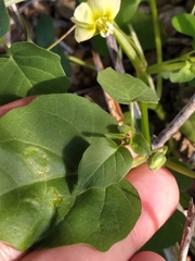 Physalis crassifolia
