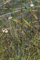 Asphodelus