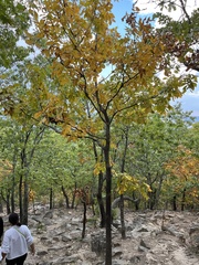Carya texana