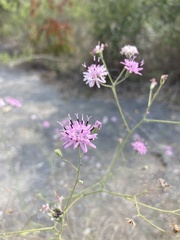 Palafoxia