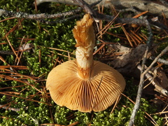Cortinarius mucosus
