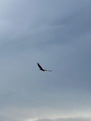 Haliaeetus leucocephalus