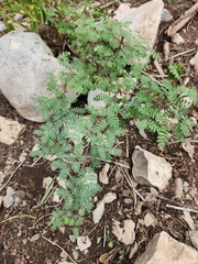 Mimosa texana
