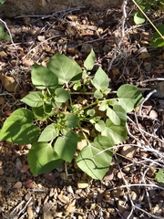 Physalis crassifolia