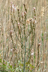 Asphodelus