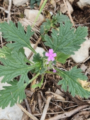 Glandularia tumidula