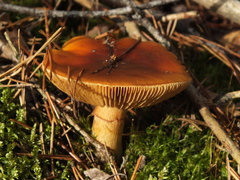 Cortinarius mucosus