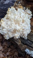 Hericium erinaceus