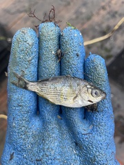 Cymatogaster aggregata