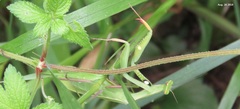 Mantis religiosa sinica