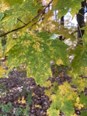 Acer saccharum