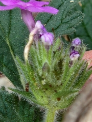 Glandularia tumidula