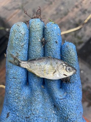 Cymatogaster aggregata